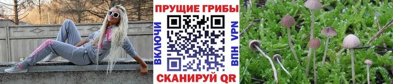 Псилоцибиновые грибы мухоморы Купить закладки Каменск-Шахтинский